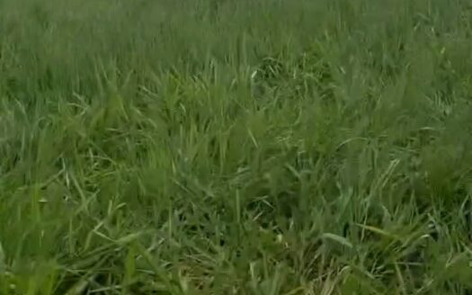 Fazenda com 240 alqueires na Região Norte