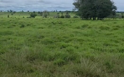 Fazenda com 240 alqueires na Região Norte