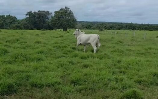 Fazenda com 240 alqueires na Região Norte