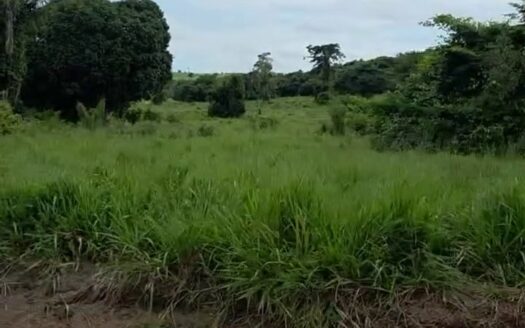 Fazenda com 240 alqueires na Região Norte