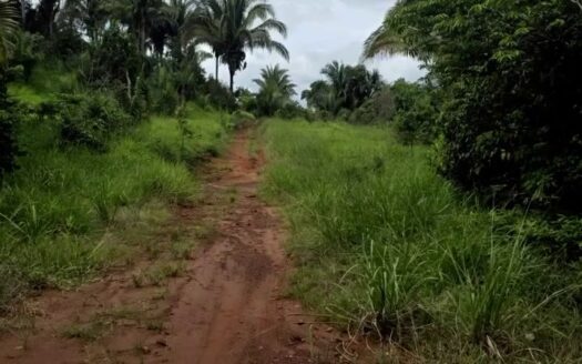 Fazenda com 240 alqueires na Região Norte